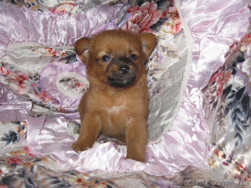 чихуахуа щенки 2.5 мес мальчики і девочки цена 1300 грн. торг. - <ro>Изображение</ro><ru>Изображение</ru> #1, <ru>Объявление</ru> #924684