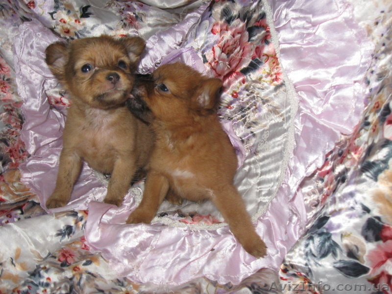 чихуахуа щенки 2.5 мес мальчики і девочки цена 1300 грн. торг. - <ro>Изображение</ro><ru>Изображение</ru> #3, <ru>Объявление</ru> #924684