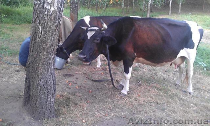 Продаються корови - <ro>Изображение</ro><ru>Изображение</ru> #1, <ru>Объявление</ru> #931156