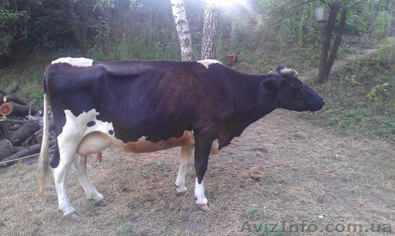Продаються корови - <ro>Изображение</ro><ru>Изображение</ru> #2, <ru>Объявление</ru> #931156