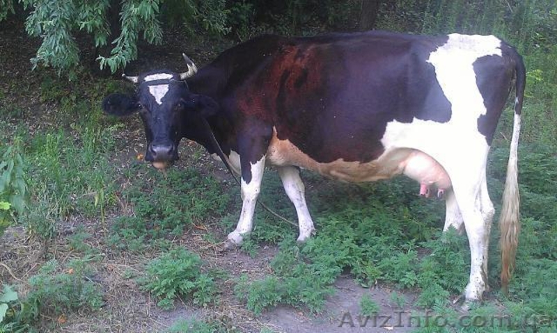 Продаються корови - <ro>Изображение</ro><ru>Изображение</ru> #3, <ru>Объявление</ru> #931156