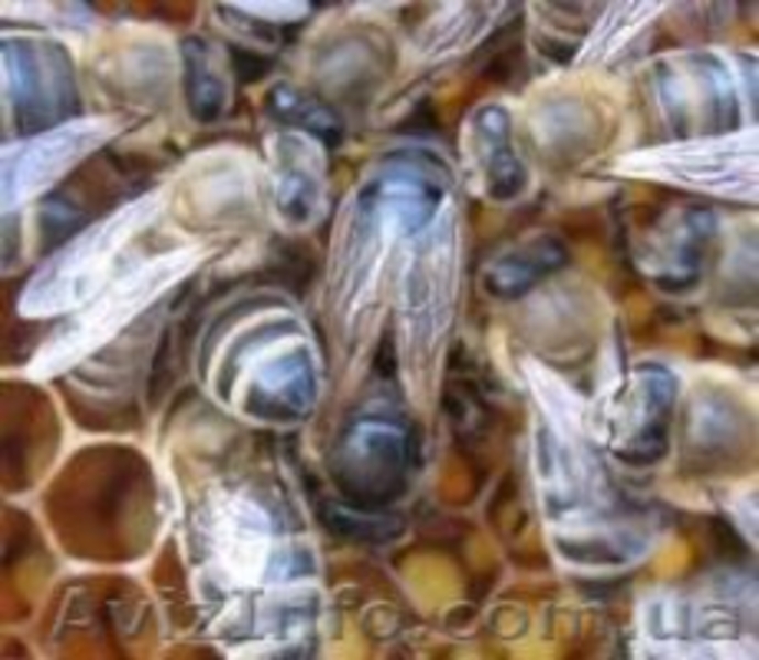 Пчелиная матка степной украинской породы плодная. Украина. - <ro>Изображение</ro><ru>Изображение</ru> #3, <ru>Объявление</ru> #927712