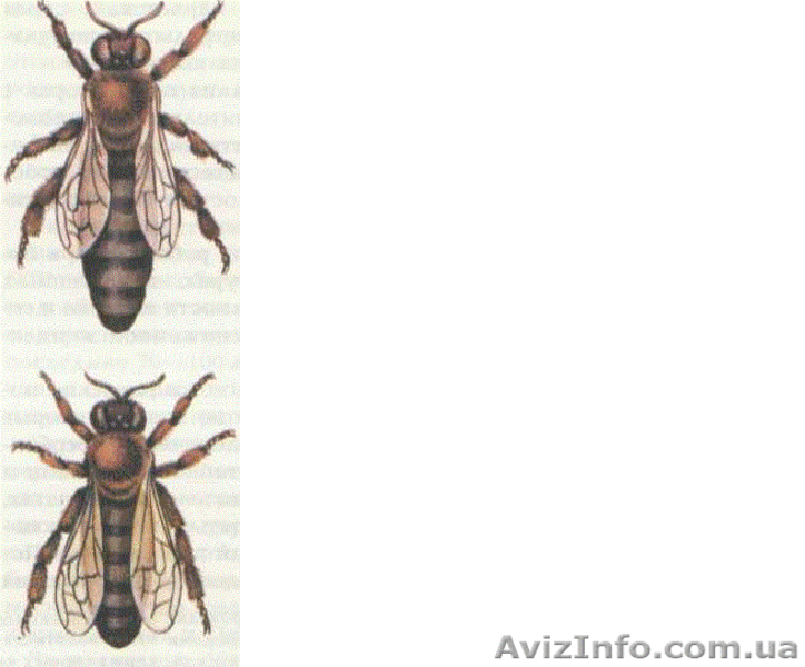 Пчелиная матка степной украинской породы плодная. Украина. - <ro>Изображение</ro><ru>Изображение</ru> #4, <ru>Объявление</ru> #927712