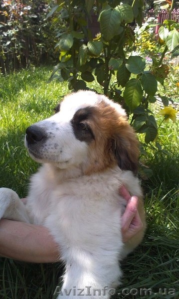 Щенок породы Московская Сторожевая - <ro>Изображение</ro><ru>Изображение</ru> #3, <ru>Объявление</ru> #942106