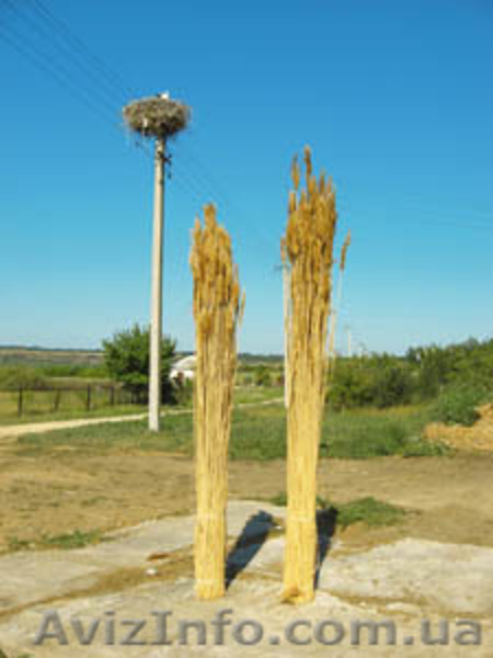 камышовые маты, плиты, евроснопа.Кровельные работы, рогожка, забор из камыша - <ro>Изображение</ro><ru>Изображение</ru> #5, <ru>Объявление</ru> #961268
