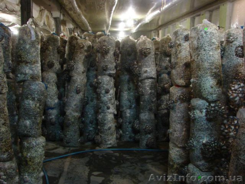 мицелий вешенки Полтава - <ro>Изображение</ro><ru>Изображение</ru> #2, <ru>Объявление</ru> #775247