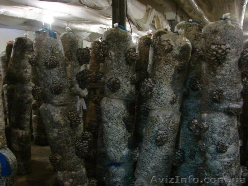 мицелий вешенки Полтава - <ro>Изображение</ro><ru>Изображение</ru> #3, <ru>Объявление</ru> #775247