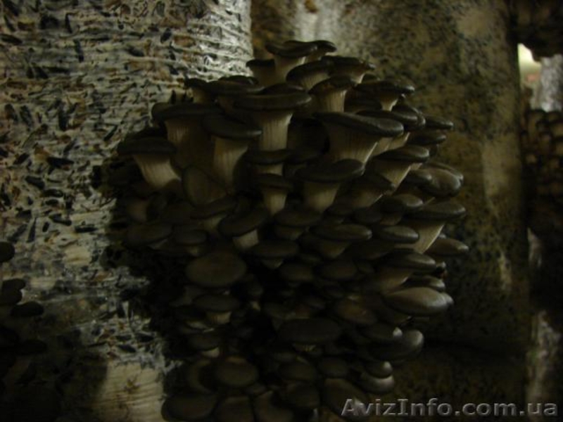 мицелий вешенки Полтава - <ro>Изображение</ro><ru>Изображение</ru> #4, <ru>Объявление</ru> #775247