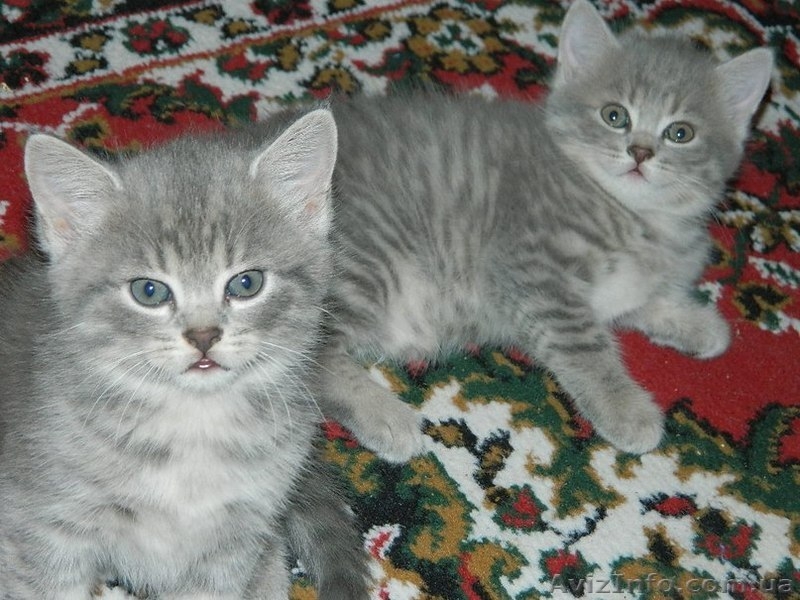 Милашка -котенок. Бесплатно - <ro>Изображение</ro><ru>Изображение</ru> #1, <ru>Объявление</ru> #989562