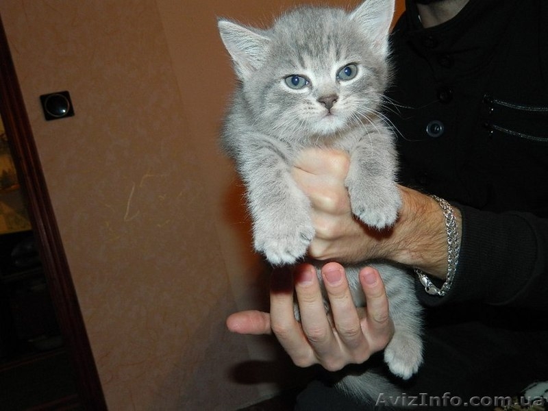 Милашка -котенок. Бесплатно - <ro>Изображение</ro><ru>Изображение</ru> #2, <ru>Объявление</ru> #989562