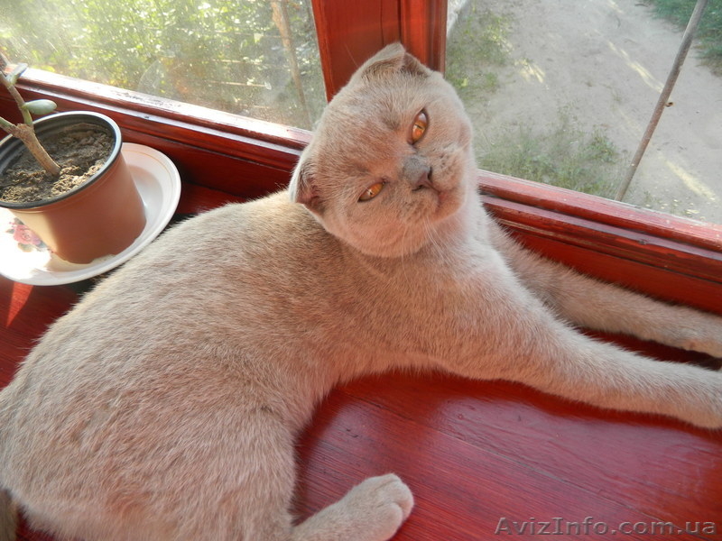 Милашка -котенок. Бесплатно - <ro>Изображение</ro><ru>Изображение</ru> #4, <ru>Объявление</ru> #989562