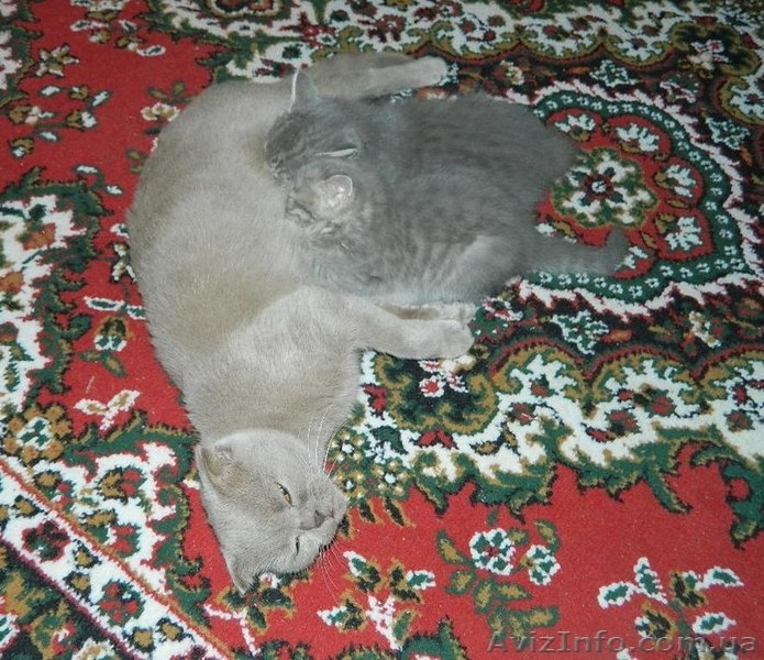 Милашка -котенок. Бесплатно - <ro>Изображение</ro><ru>Изображение</ru> #3, <ru>Объявление</ru> #989562