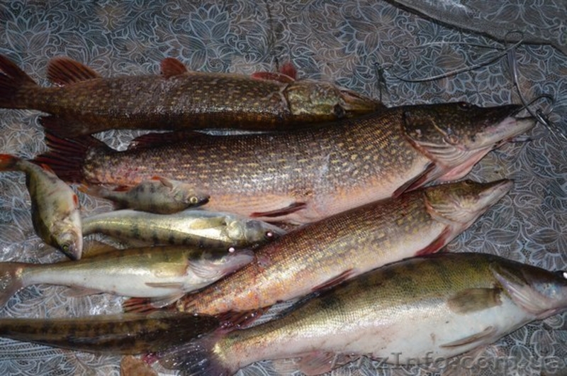 Турбаза Тополь возле с Келеберда - <ro>Изображение</ro><ru>Изображение</ru> #10, <ru>Объявление</ru> #577278