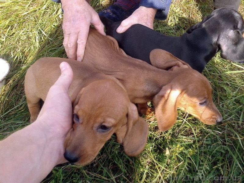 Такса щенки - <ro>Изображение</ro><ru>Изображение</ru> #1, <ru>Объявление</ru> #1008202