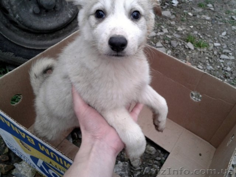 Питомник. Русско-европейские и западносибирские лайки. - <ro>Изображение</ro><ru>Изображение</ru> #1, <ru>Объявление</ru> #1007525