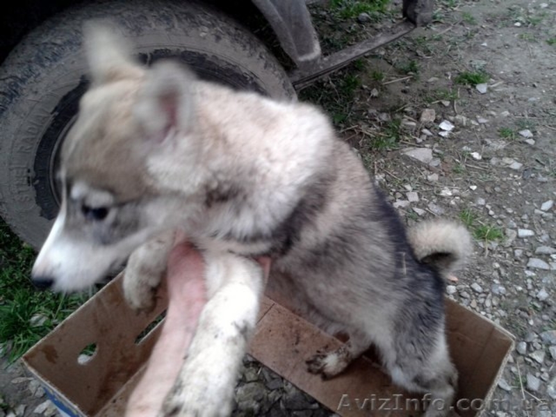 Питомник. Русско-европейские и западносибирские лайки. - <ro>Изображение</ro><ru>Изображение</ru> #2, <ru>Объявление</ru> #1007525