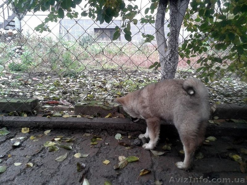 Питомник. Русско-европейские и западносибирские лайки. - <ro>Изображение</ro><ru>Изображение</ru> #3, <ru>Объявление</ru> #1007525