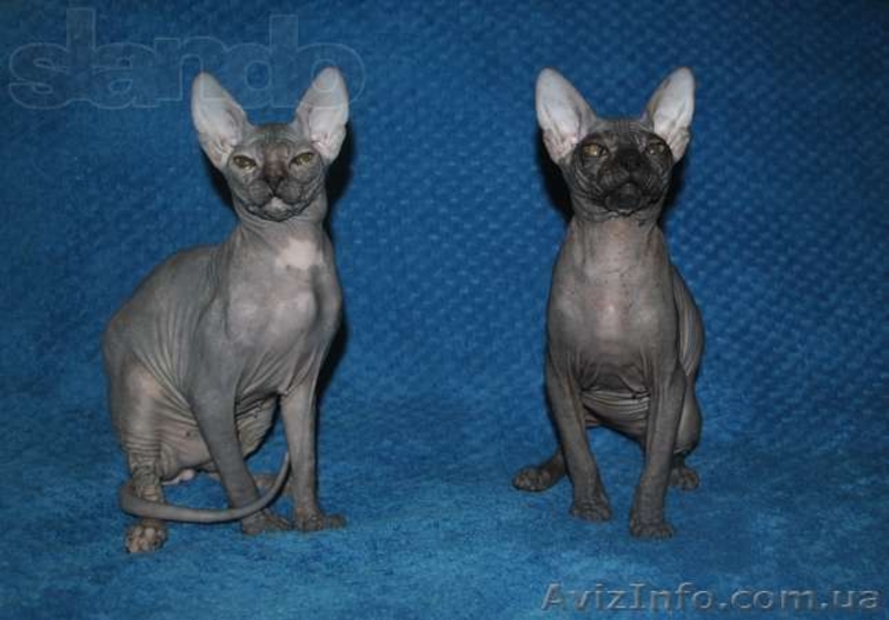 Котята донского сфинкса! - <ro>Изображение</ro><ru>Изображение</ru> #1, <ru>Объявление</ru> #1071666