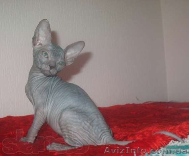 Котята донского сфинкса! - <ro>Изображение</ro><ru>Изображение</ru> #2, <ru>Объявление</ru> #1071666