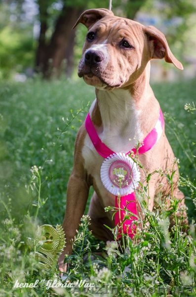 Лудший Беби породы щенок девочка АСТ  - <ro>Изображение</ro><ru>Изображение</ru> #2, <ru>Объявление</ru> #1099035