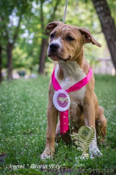 Лудший Беби породы щенок девочка АСТ  - <ro>Изображение</ro><ru>Изображение</ru> #3, <ru>Объявление</ru> #1099035