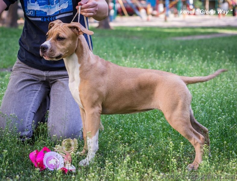 Лудший Беби породы щенок девочка АСТ  - <ro>Изображение</ro><ru>Изображение</ru> #1, <ru>Объявление</ru> #1099035