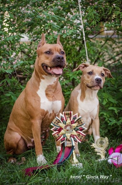 Лудший Беби породы щенок девочка АСТ  - <ro>Изображение</ro><ru>Изображение</ru> #5, <ru>Объявление</ru> #1099035