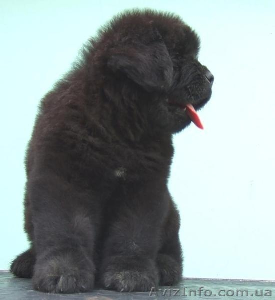 Продам  щенков ньюфаундленда - <ro>Изображение</ro><ru>Изображение</ru> #1, <ru>Объявление</ru> #1133163