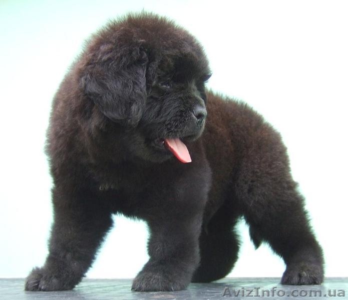 Продам  щенков ньюфаундленда - <ro>Изображение</ro><ru>Изображение</ru> #2, <ru>Объявление</ru> #1133163