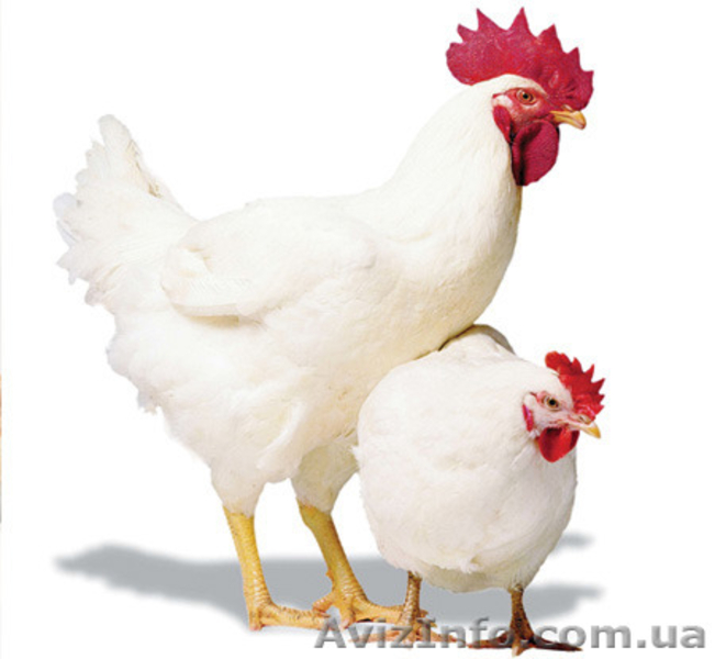 бройлеры живым весом - <ro>Изображение</ro><ru>Изображение</ru> #1, <ru>Объявление</ru> #1136547
