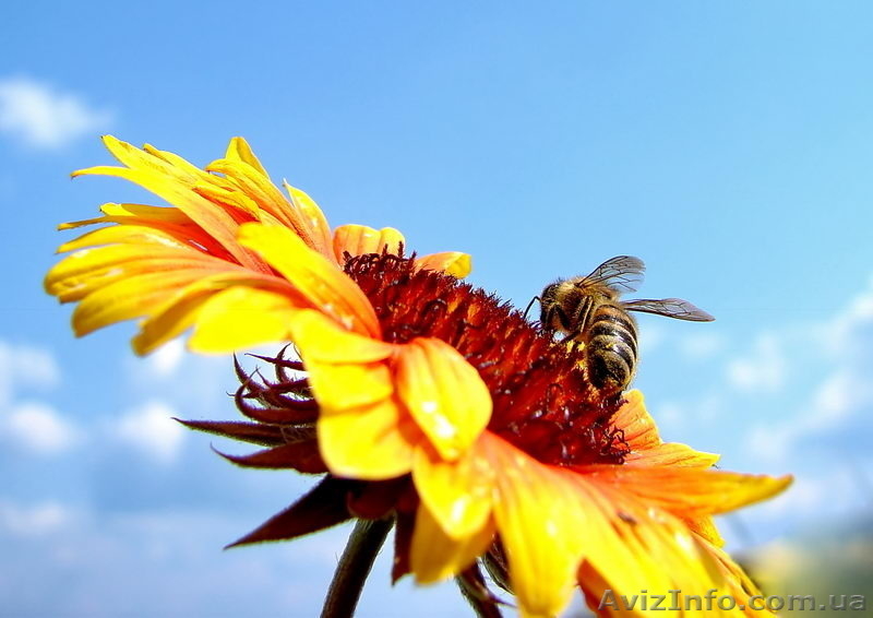 Продам подсолнечный мед со своей пасеки - <ro>Изображение</ro><ru>Изображение</ru> #1, <ru>Объявление</ru> #1144395