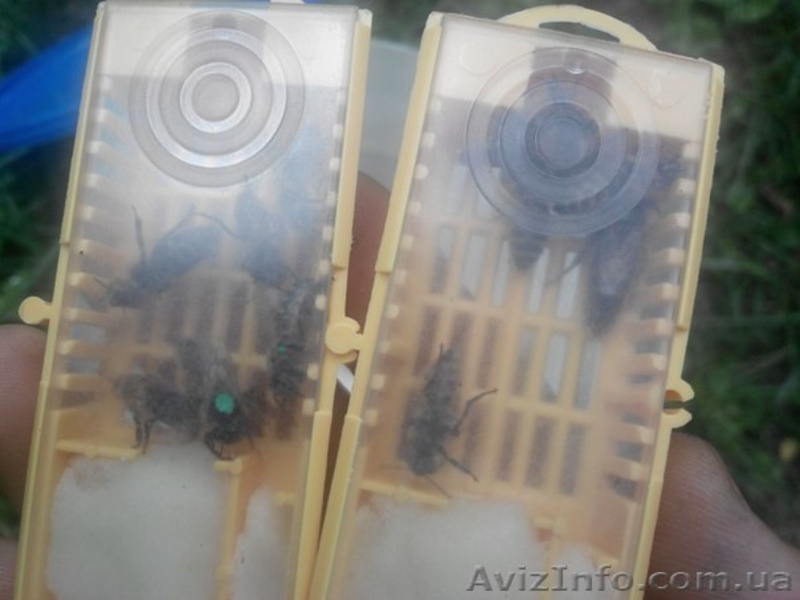 Пчелиная матка степной украинской породы плодная. Украина. - <ro>Изображение</ro><ru>Изображение</ru> #2, <ru>Объявление</ru> #927712