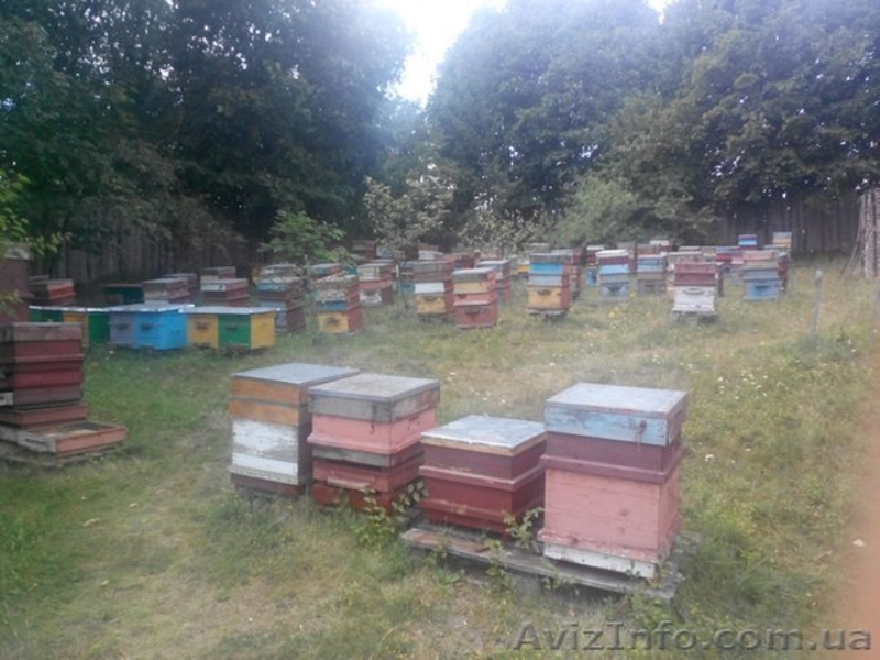 Продам подсолнечный мед со своей пасеки - <ro>Изображение</ro><ru>Изображение</ru> #4, <ru>Объявление</ru> #1144395