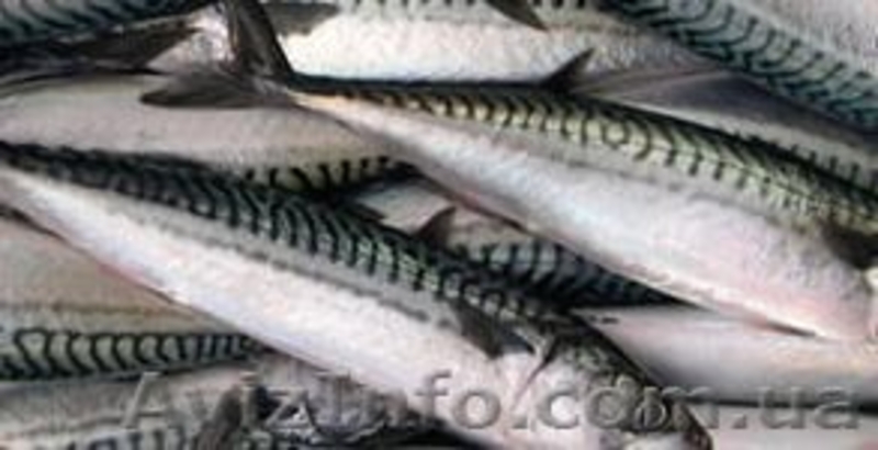 Продам рыбу и морепродукты. - <ro>Изображение</ro><ru>Изображение</ru> #2, <ru>Объявление</ru> #1205468