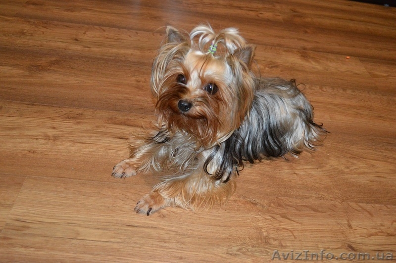 Недорого продам щенков йоркширский терьер - <ro>Изображение</ro><ru>Изображение</ru> #4, <ru>Объявление</ru> #1249943
