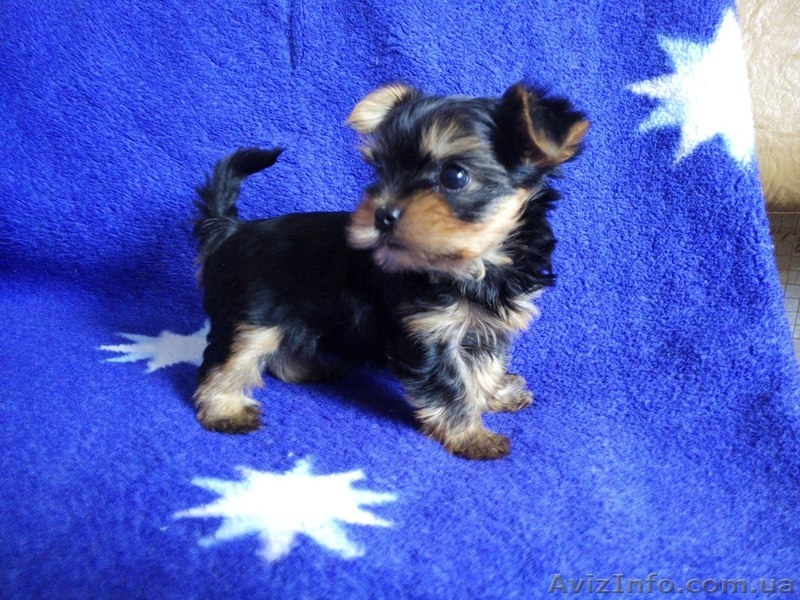 Недорого продам щенков йоркширский терьер - <ro>Изображение</ro><ru>Изображение</ru> #2, <ru>Объявление</ru> #1249943