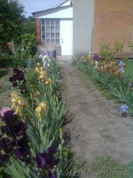 Cдам жилье на лето, экотуризм, речка Сула в 10 минутах, г. Лубны. - <ro>Изображение</ro><ru>Изображение</ru> #8, <ru>Объявление</ru> #1264498