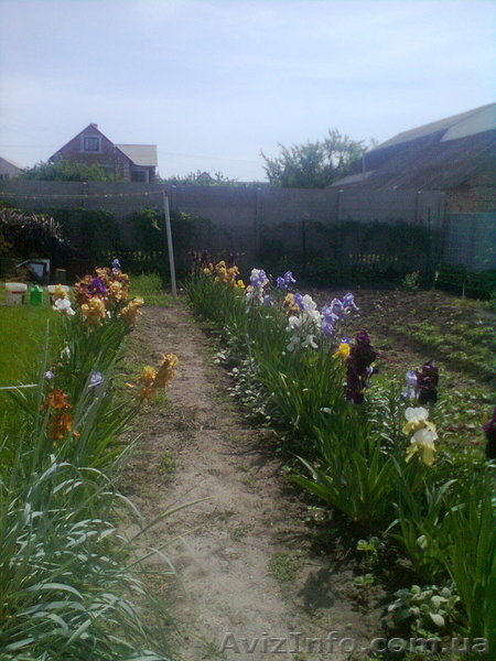 Cдам жилье на лето, экотуризм, речка Сула в 10 минутах, г. Лубны. - <ro>Изображение</ro><ru>Изображение</ru> #9, <ru>Объявление</ru> #1264498