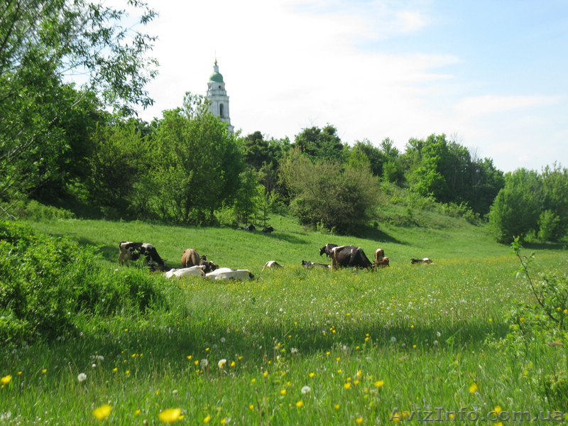 Cдам жилье на лето, экотуризм, речка Сула в 10 минутах, г. Лубны. - <ro>Изображение</ro><ru>Изображение</ru> #1, <ru>Объявление</ru> #1264498