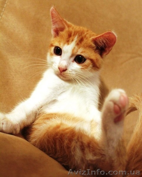 Отдам котёнка в добрые, заботливые руки! - <ro>Изображение</ro><ru>Изображение</ru> #1, <ru>Объявление</ru> #1294655