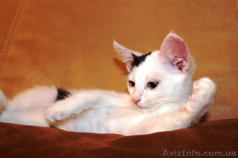 Отдам котёнка в добрые, заботливые руки! - <ro>Изображение</ro><ru>Изображение</ru> #2, <ru>Объявление</ru> #1294655