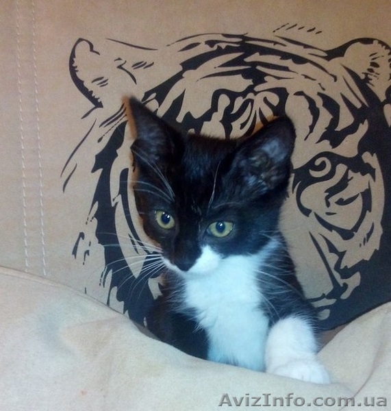 Отдам котёнка в добрые, заботливые руки! - <ro>Изображение</ro><ru>Изображение</ru> #3, <ru>Объявление</ru> #1294655