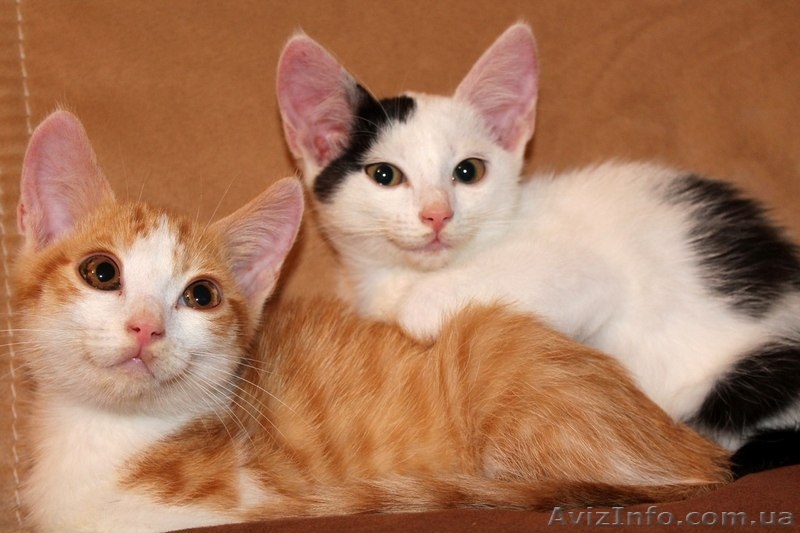 Отдам котёнка в добрые, заботливые руки! - <ro>Изображение</ro><ru>Изображение</ru> #4, <ru>Объявление</ru> #1294655