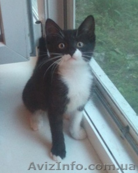 Отдам котёнка в добрые, заботливые руки! - <ro>Изображение</ro><ru>Изображение</ru> #5, <ru>Объявление</ru> #1294655