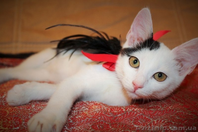 Отдам котодевочку в добрые руки - <ro>Изображение</ro><ru>Изображение</ru> #4, <ru>Объявление</ru> #1315063