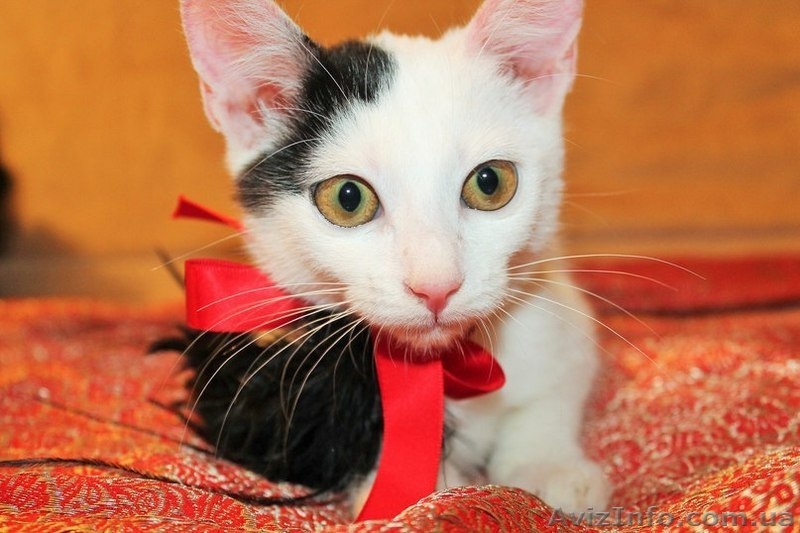 Отдам котодевочку в добрые руки - <ro>Изображение</ro><ru>Изображение</ru> #3, <ru>Объявление</ru> #1315063