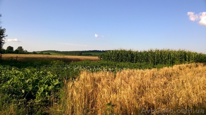 хороший дом с землей 1га в полтавская область,можно под дачу,село Литвиновка - <ro>Изображение</ro><ru>Изображение</ru> #6, <ru>Объявление</ru> #1308289