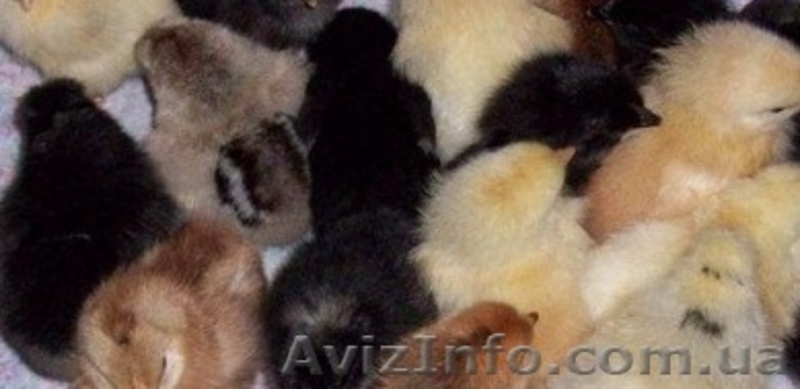 Услуги инкубатора круглый год     - <ro>Изображение</ro><ru>Изображение</ru> #4, <ru>Объявление</ru> #1281870