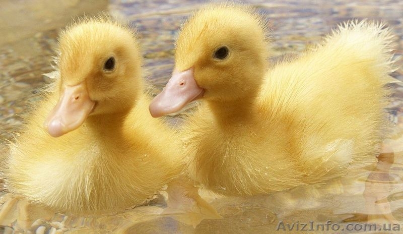 Услуги инкубатора круглый год     - <ro>Изображение</ro><ru>Изображение</ru> #5, <ru>Объявление</ru> #1281870