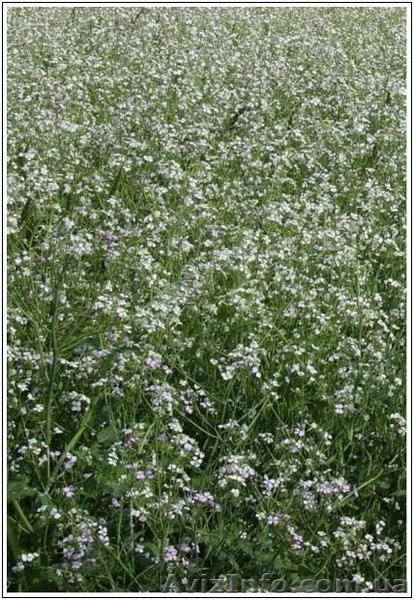 Сидерати: гірчиця, редька олійна, вика яра, вика озима, люпин, фацелія - <ro>Изображение</ro><ru>Изображение</ru> #2, <ru>Объявление</ru> #1333438